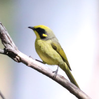 Yellow-tufted Honeyeater